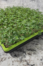 Micro Broccoli Seeds