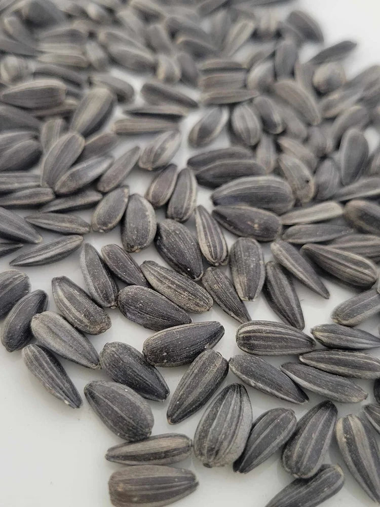 Black oil Sunflower Seeds