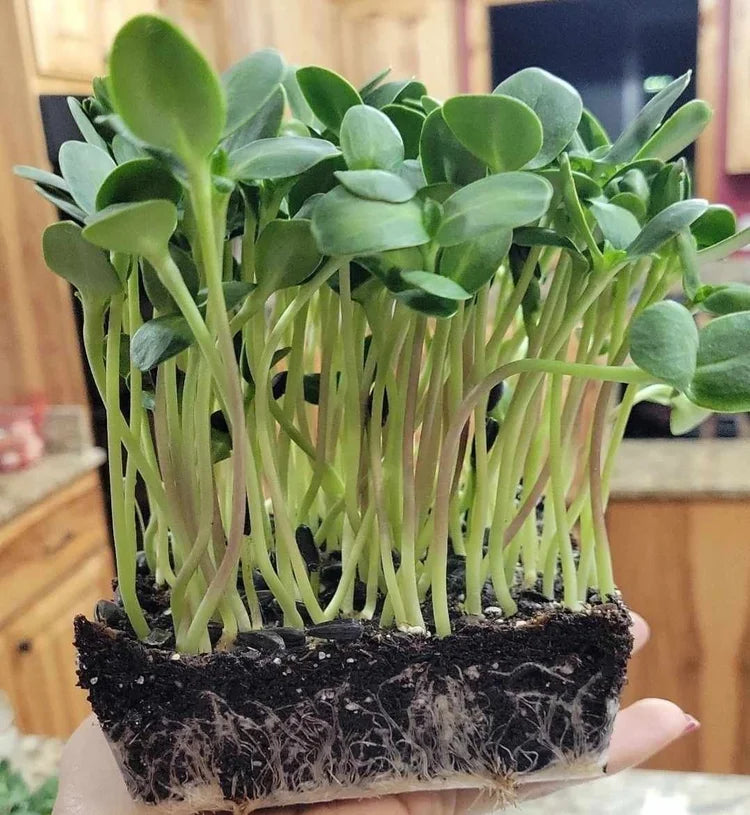 planting black oil sunflower seeds Black oil Sunflower Seeds – Barefoot Microgreens