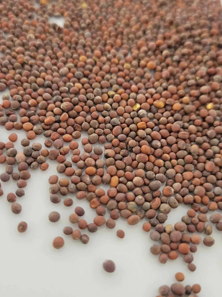 Micro Broccoli Seeds
