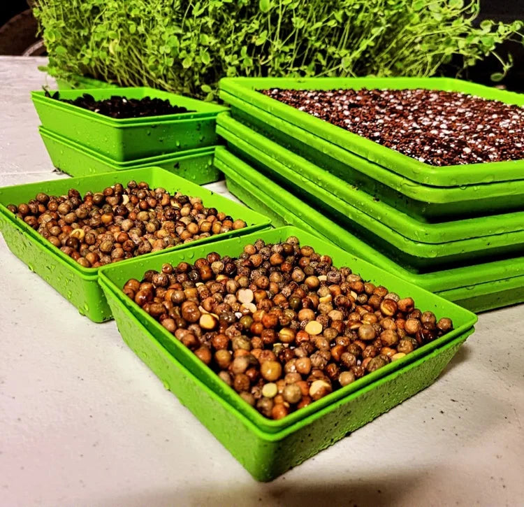 "Grow your Own" Little Bros Micros Kit