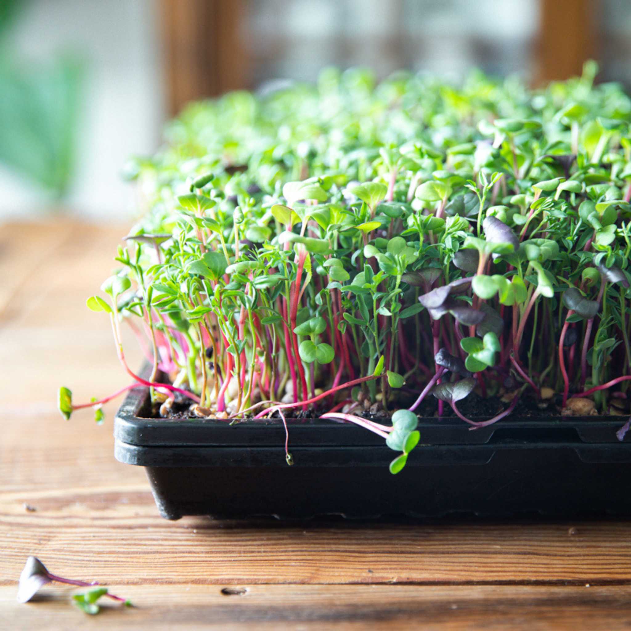 1020 Microgreen Trays | Heavy Duty Shallow 1020 Trays