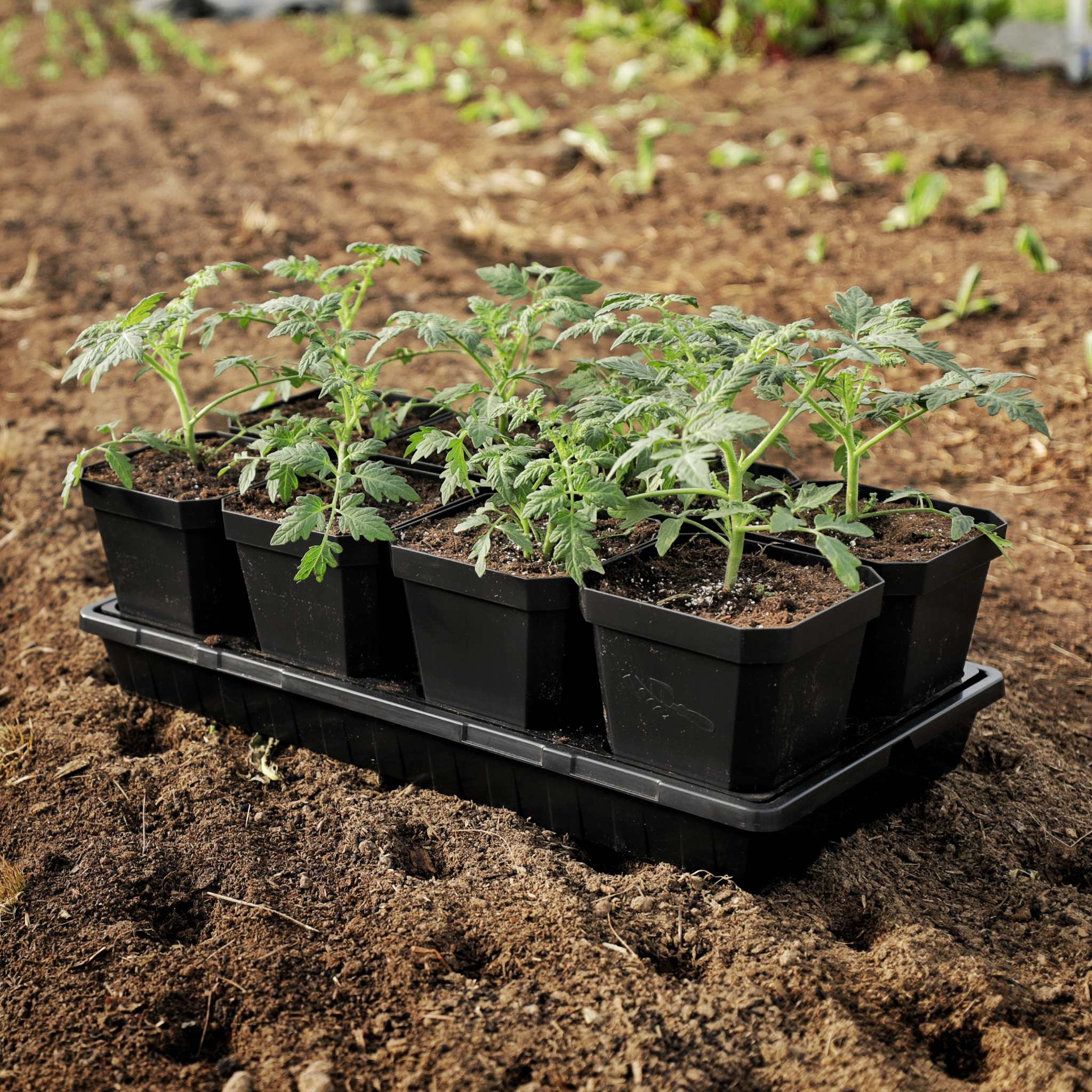 5" Heavy Duty Nursery Pots