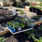 Seed Starter Pots - 2.5" Extra Strength