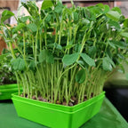 "Grow your Own" Little Bros Micros Kit